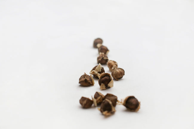 Moringa Seed
